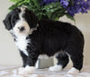 Bernedoodle For Sale Sugarcreek, OH Female- Daisy