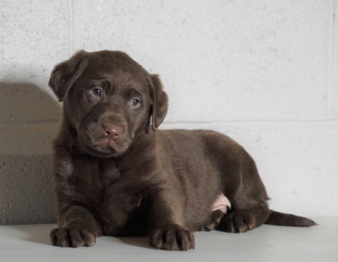 AKC Registered Labrador Retriever For Sale Sugarcreek, OH Male- Xander