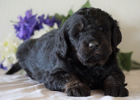 Bernedoodle For Sale Sugarcreek, OH Female- Rose