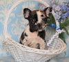 ICA Registered Frenchton For Sale Mansfield, OH Male - Archie