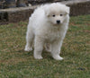 AKC Registered Samoyed Puppy For Sale Danville, OH Male- Jackson