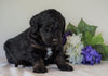 Bernedoodle For Sale Sugarcreek, OH Female- Rose