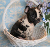 ICA Registered Frenchton For Sale Mansfield, OH Male - Archie