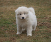 AKC Registered Samoyed Puppy For Sale Danville, OH Male- Jackson