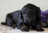 Bernedoodle For Sale Sugarcreek, OH Female- Rose