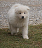 AKC Registered Samoyed Puppy For Sale Danville, OH Male- Jackson