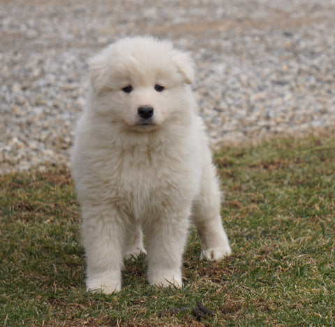 AKC Registered Samoyed Puppy For Sale Danville, OH Male- Jackson