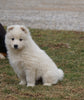 AKC Registered Samoyed Puppy For Sale Danville, OH Female- Snowy
