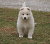 AKC Registered Samoyed Puppy For Sale Danville, OH Female- Snowy