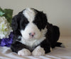 Bernedoodle For Sale Sugarcreek, OH Female- Skye