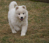 AKC Registered Samoyed Puppy For Sale Danville, OH Female- Snowy