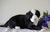 Bernedoodle For Sale Sugarcreek, OH Female- Skye