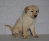 Labrador Retriever Mix For Sale Sugarcreek, OH Male- Clay