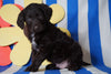 Labradoodle For Sale Millersburg, OH Male- Rover