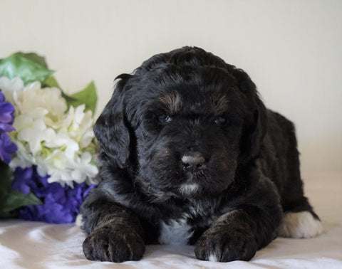 Bernedoodle For Sale Sugarcreek, OH Female- Roxy