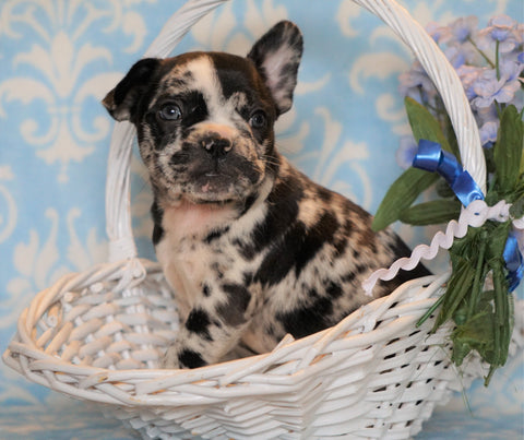 ICA Registered Frenchton For Sale Mansfield, OH Male - Rocky