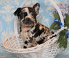 ICA Registered Frenchton For Sale Mansfield, OH Male - Rocky