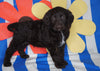 Labradoodle For Sale Millersburg, OH Male- Rover
