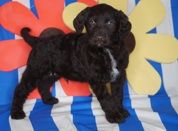 Labradoodle For Sale Millersburg, OH Male- Rover