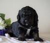 Bernedoodle For Sale Sugarcreek, OH Female- Roxy