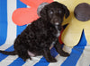Labradoodle For Sale Millersburg, OH Female- Lacey