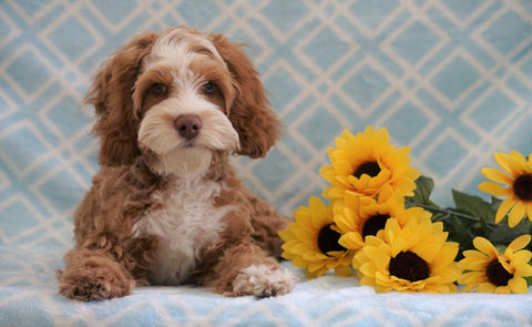 Cockapoo Puppy For Sale Fredericksburg, OH Male- Cody