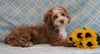 Cockapoo Puppy For Sale Fredericksburg, OH Male- Cody