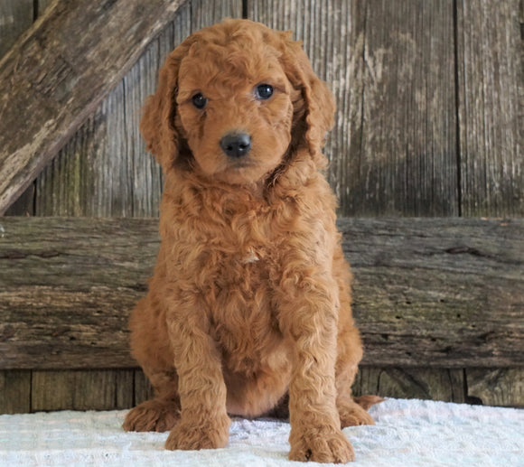 F2 Medium Goldendoodle For Sale Holmesville, OH Female- Hadassah