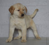 Labrador Retriever Mix For Sale Suagrcreek, OH Female-Lily