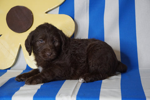 Labradoodle For Sale Millersburg, OH Female- Lucy