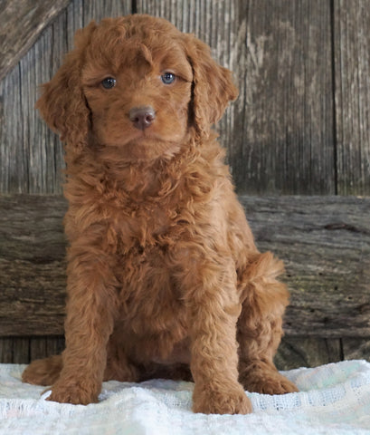 F2 Medium Goldendoodle For Sale Holmesville, OH Female- Heather