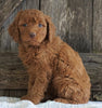 F2 Medium Goldendoodle For Sale Holmesville, OH Female- Heather