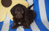 Labradoodle For Sale Millersburg, OH Female- Lucy