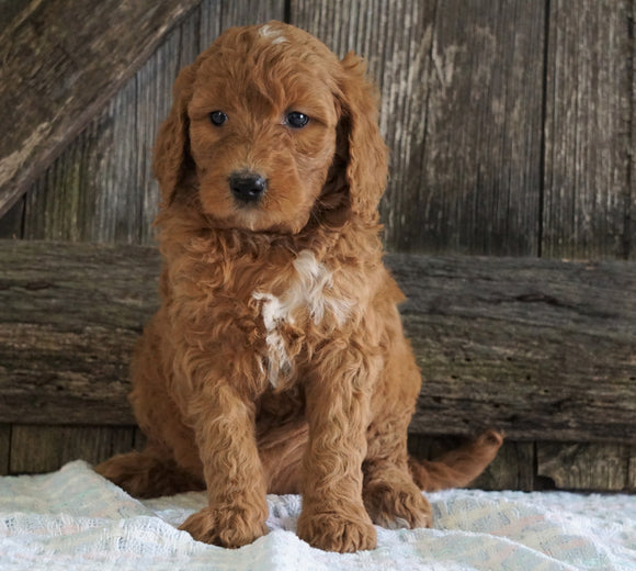 F2 Medium Goldendoodle For Sale Holmesville, OH Female- Hailey