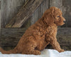 F2 Medium Goldendoodle For Sale Holmesville, OH Female- Hailey