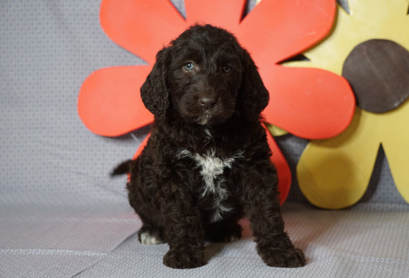 Labradoodle For Sale Millersburg, OH Male-  Rocky