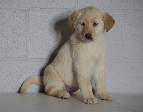 Labrador Retriever Mix For Sale Suagrcreek, OH Female-Lily