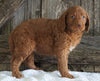 F2 Medium Goldendoodle For Sale Holmesville, OH Female- Heidi