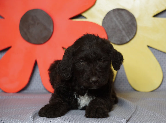 Labradoodle For Sale Millersburg, OH Female- Sadie