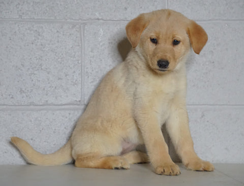 Labrador Retriever Mix For Sale Sugarcreek, OH Female- Alexa