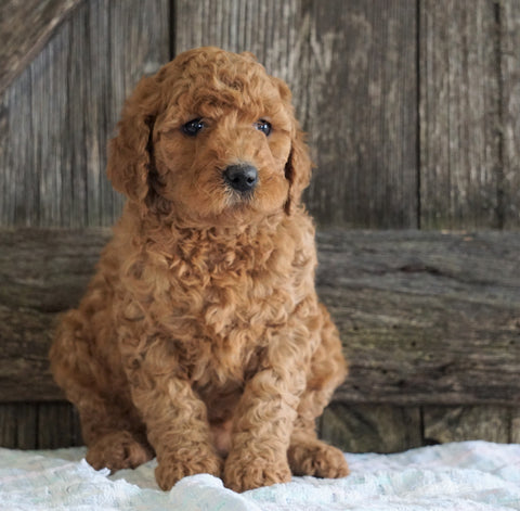 F2 Medium Goldendoodle For Sale Holmesville, OH Male- Hank