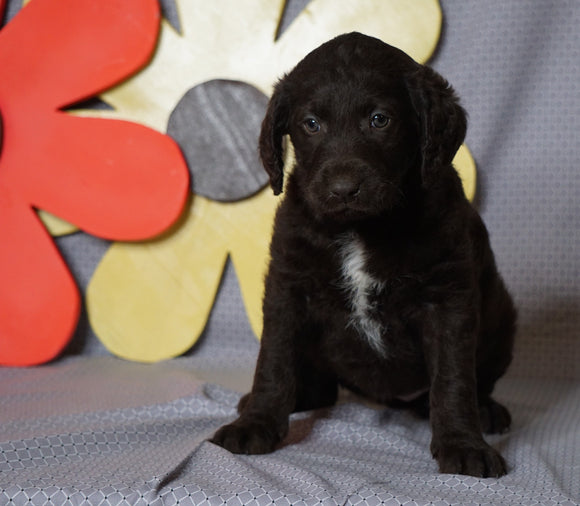 Labradoodle For Sale Millersburg, OH Female- Carrie