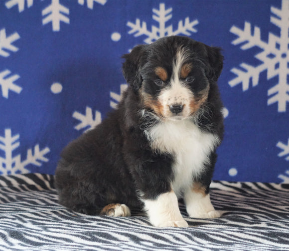 Australian Shepherd For Sale Wooster, OH Female - Sadie