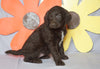 Labradoodle For Sale Millersburg, OH Female- Carrie