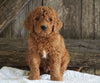 F2 Medium Goldendoodle For Sale Holmesville, OH Male- Houston