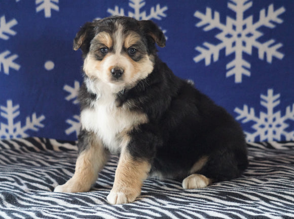 Australian Shepherd For Sale Wooster, OH Female - Roxy