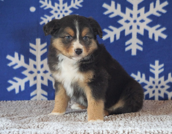 Australian Shepherd For Sale Wooster, OH Male - Teddy