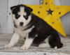 AKC Registered Siberian Husky For Sale Millersburg, OH Female- Molly
