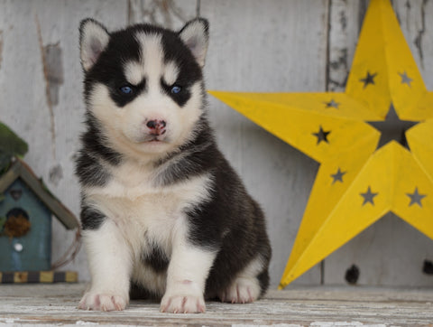 AKC Registered Siberian Husky For Sale Millersburg, OH Female- Bella