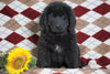AKC Registered Newfoundland Puppy For Sale Dalton, OH Female- Pixie